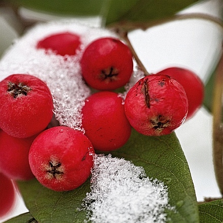 Rote Beeren im Schnee.