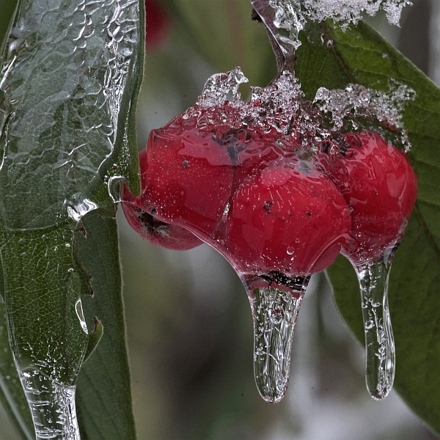 Rote Beeren unter einem Eispanzer.